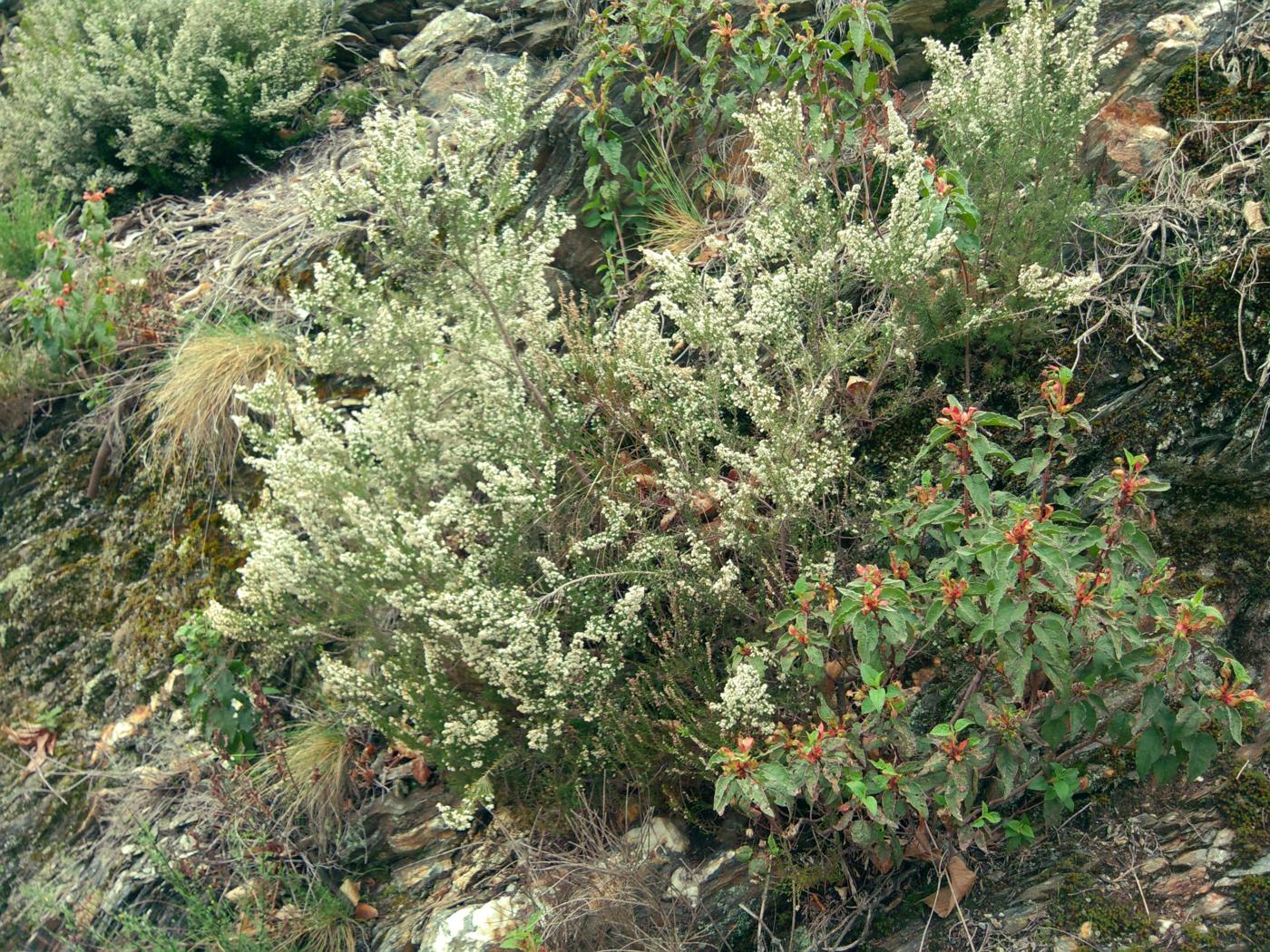Heath, Tree plant